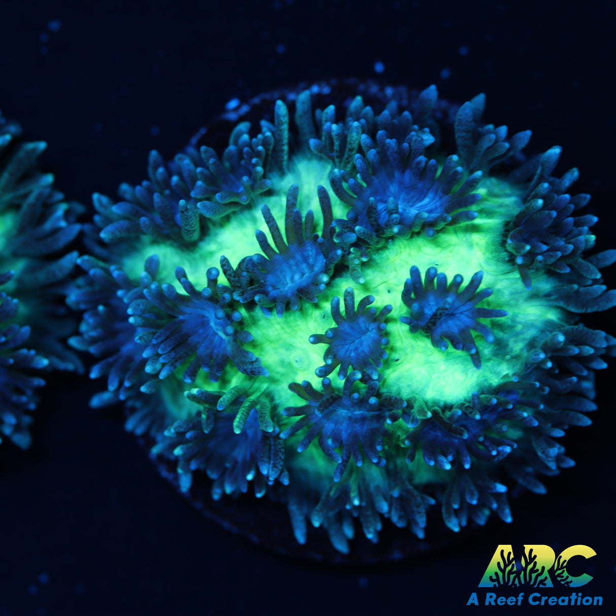 ARC Ice Dragon Hydno