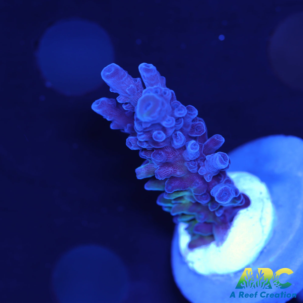 WWC Yellow Tip Austera