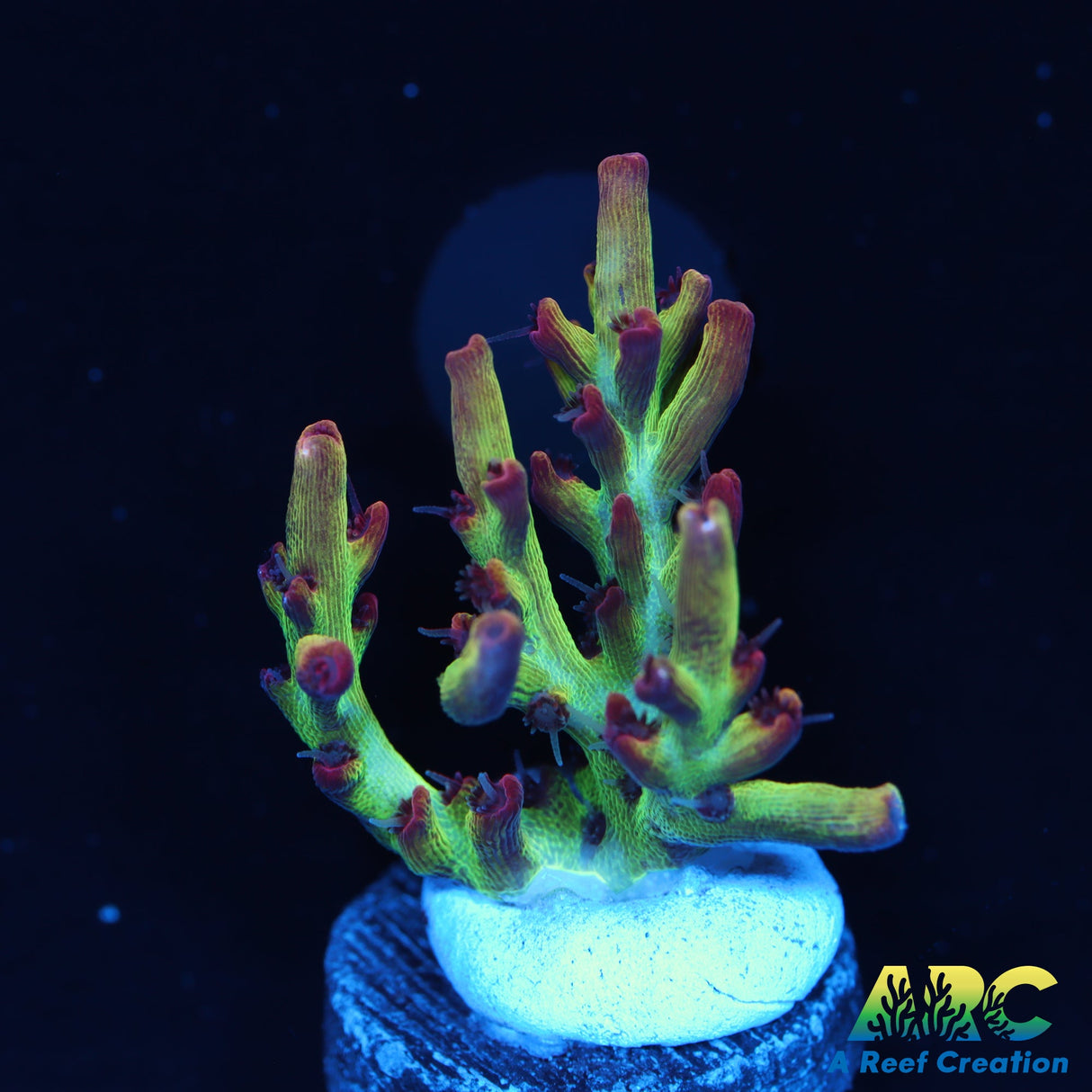 Strawberry Shortcake Acro