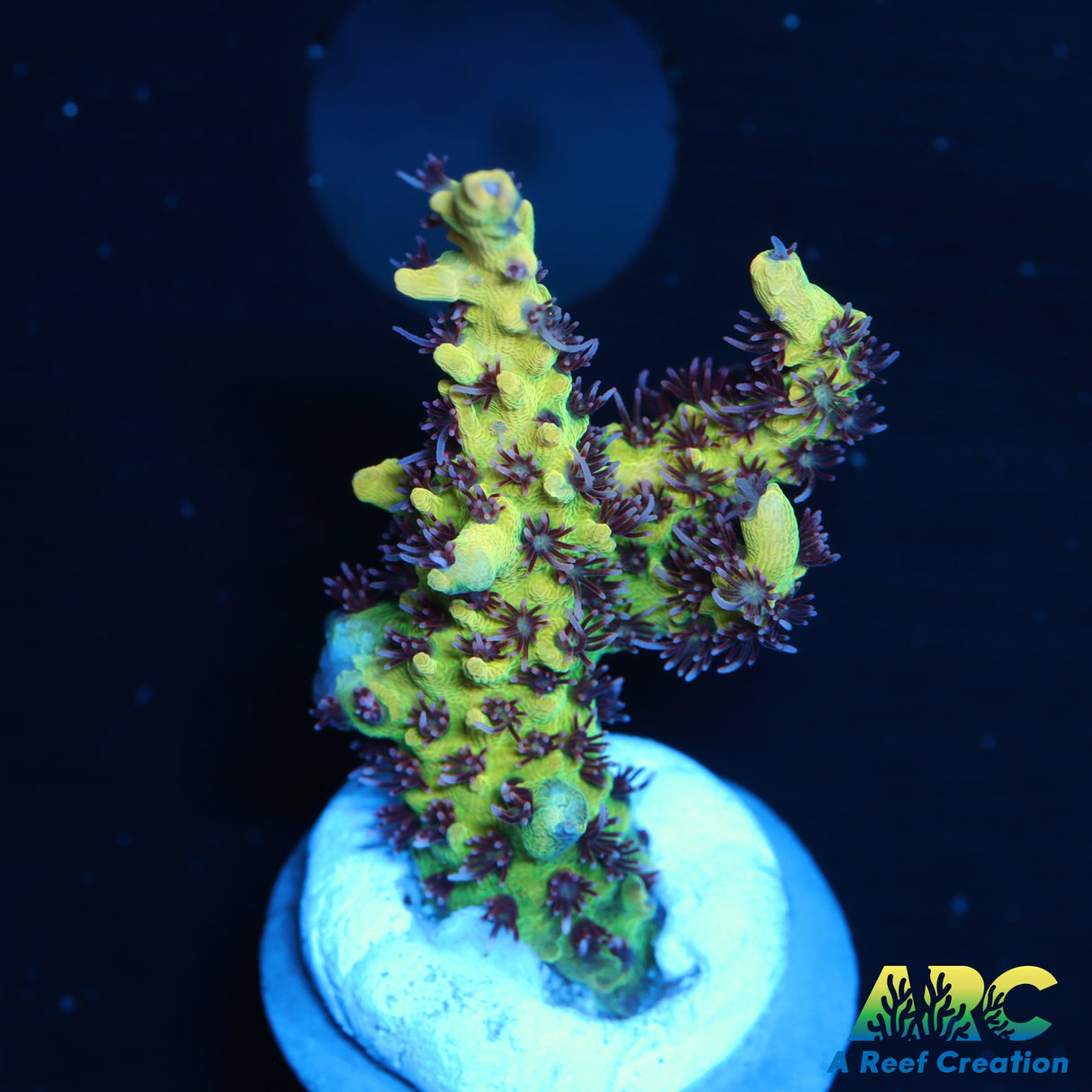 Tyree Pink Lemonade Acro