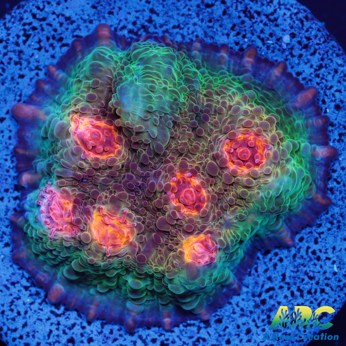 OG Purple Urkle Chalice