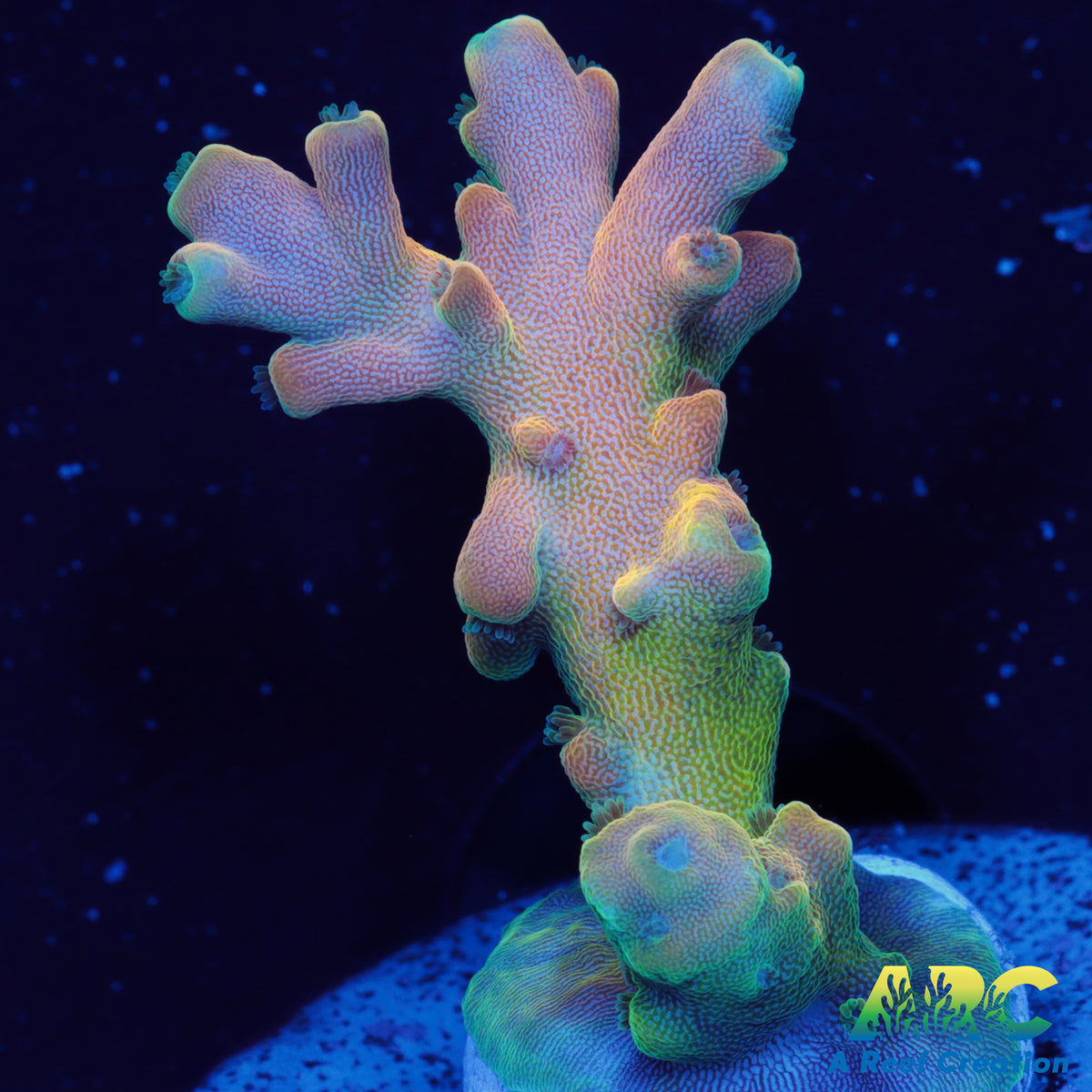 RRC Jaw Dropper Acro A Reef Creation