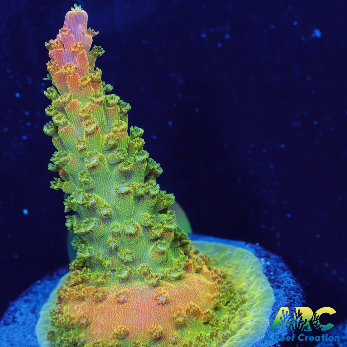 ARC Master Yoda Acro