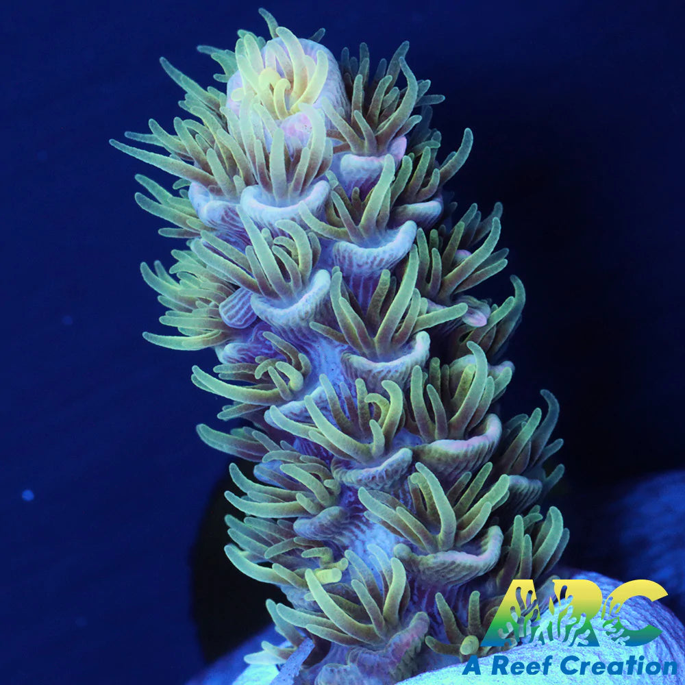 ARC Fell Beast Tenuis