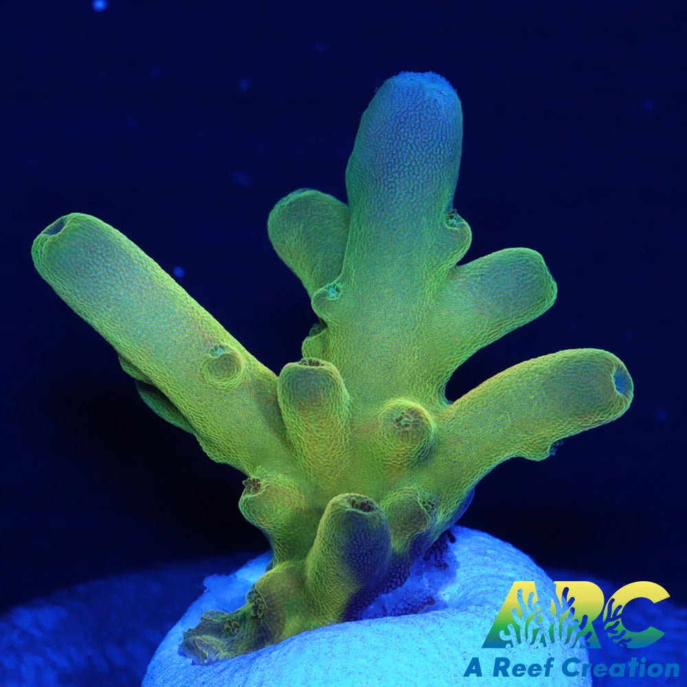 Joe's Deepwater Acro