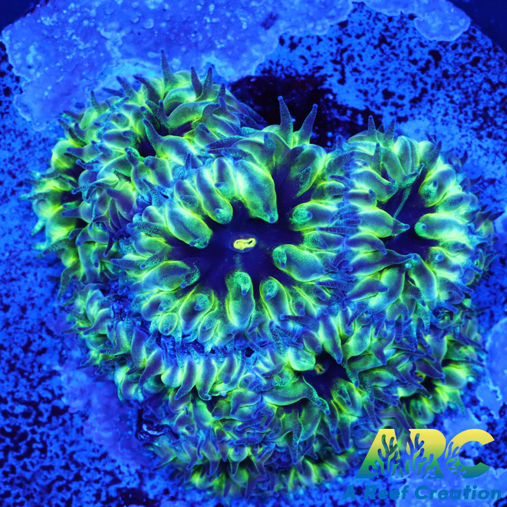 PPE Blastomussa Merletti