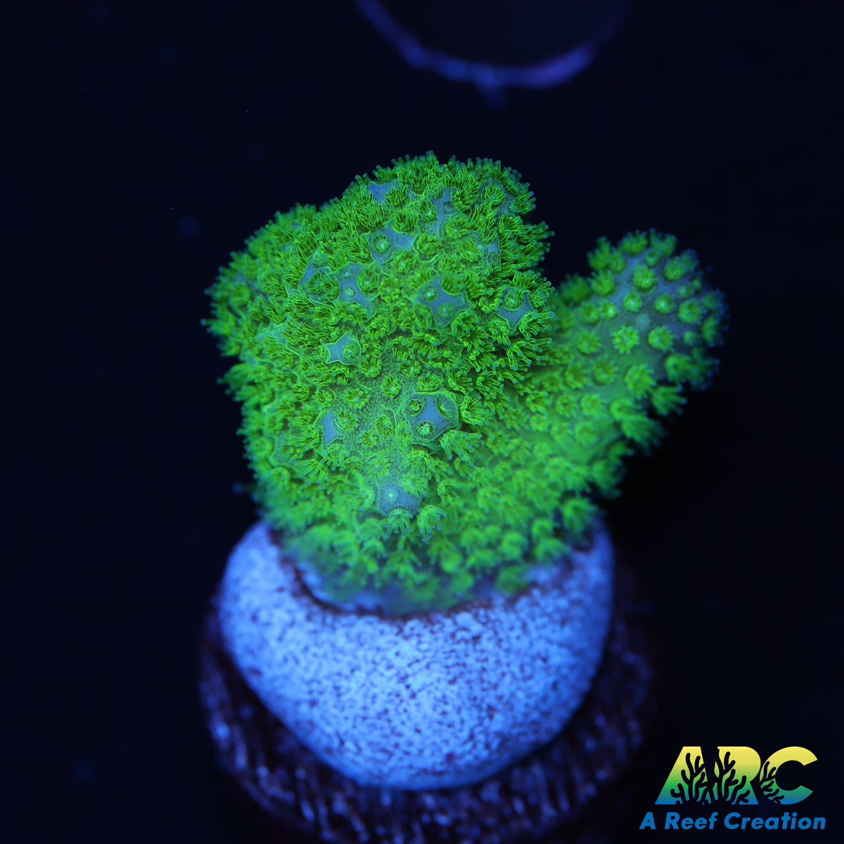 Green Cat's Paw Pocillopora