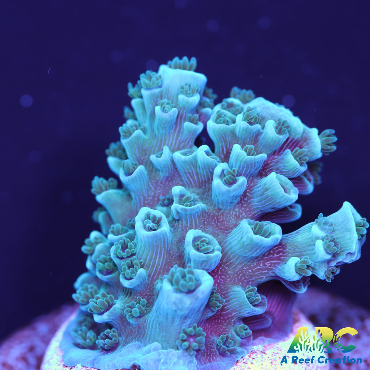 Tony's Cookie Monster Chunk