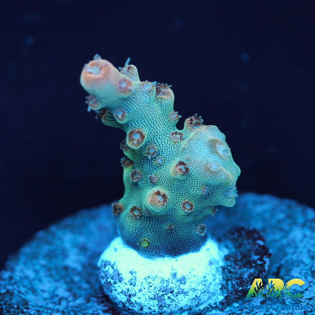 Anthony's Pink Granulosa