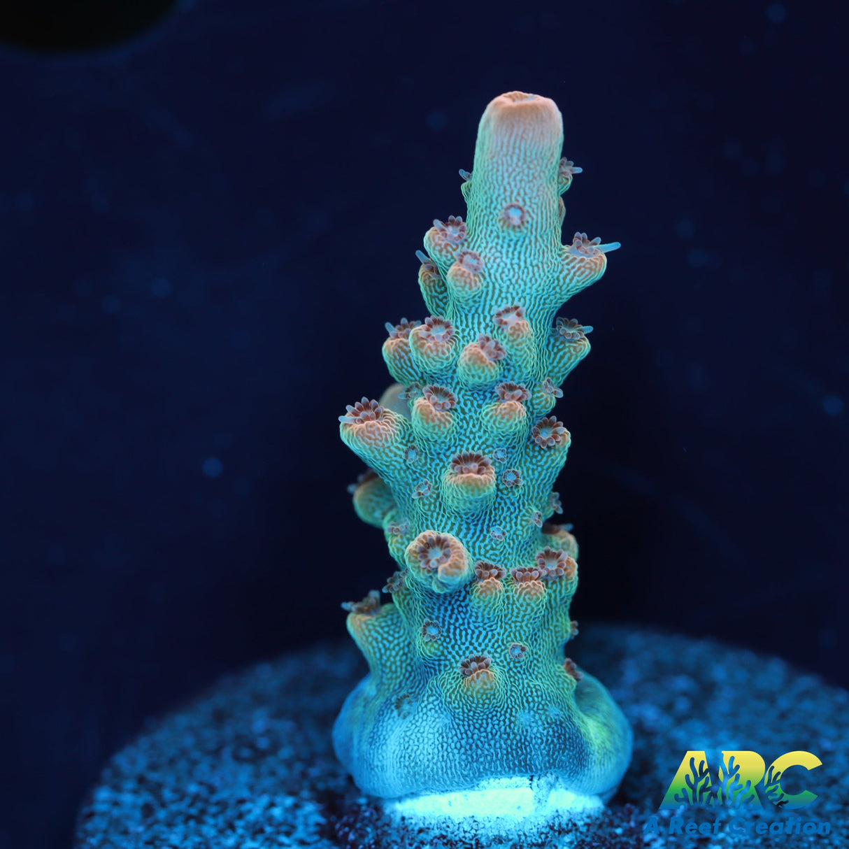 Anthony's Pink Granulosa