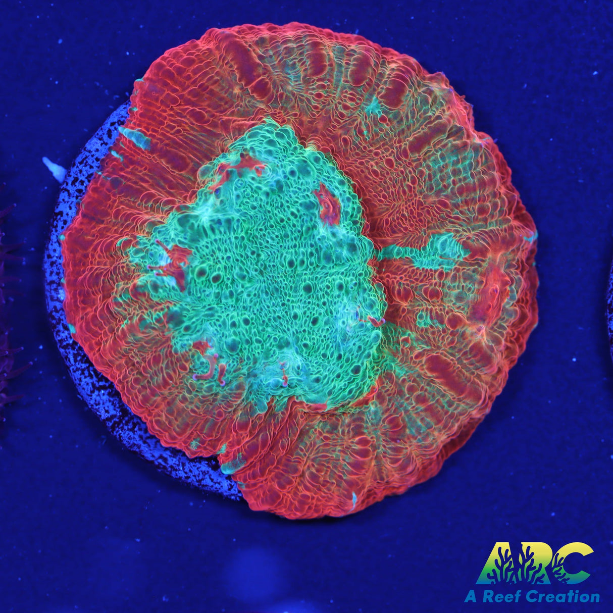 Tony's Shark Attack Chalice