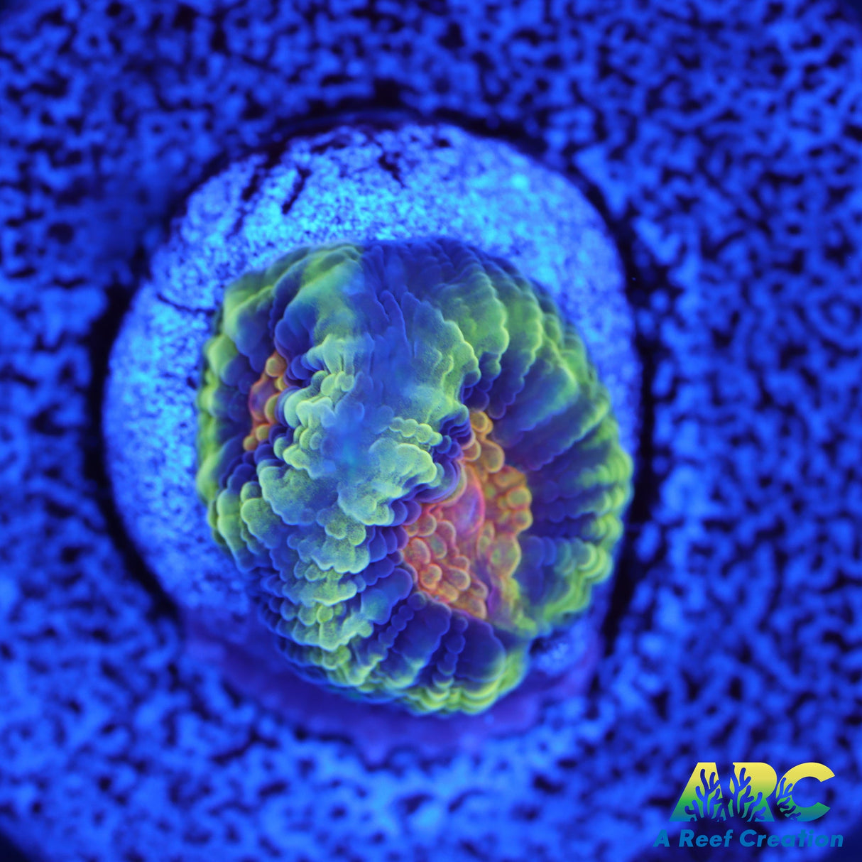 ARC Flaming Eyes Favia