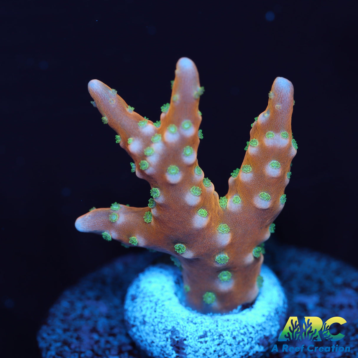 RRC Tropicana Anacropora