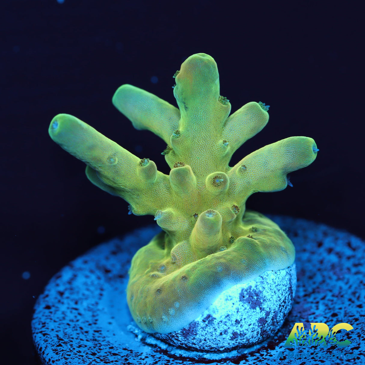 Joe's Deepwater Acro