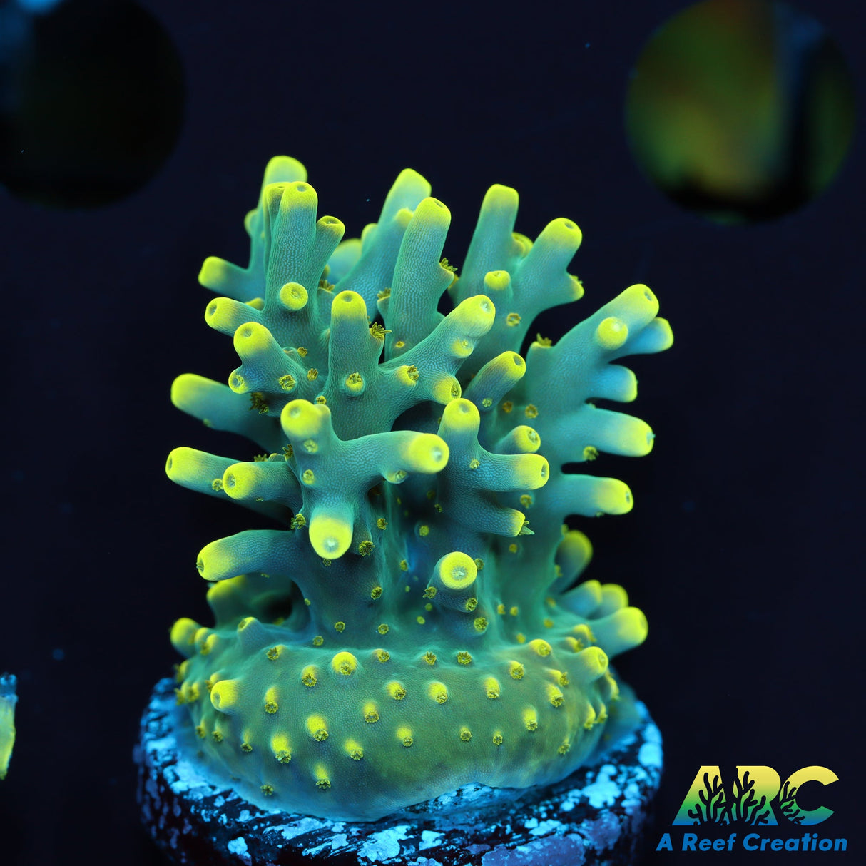 Pratt Reef Table Acro