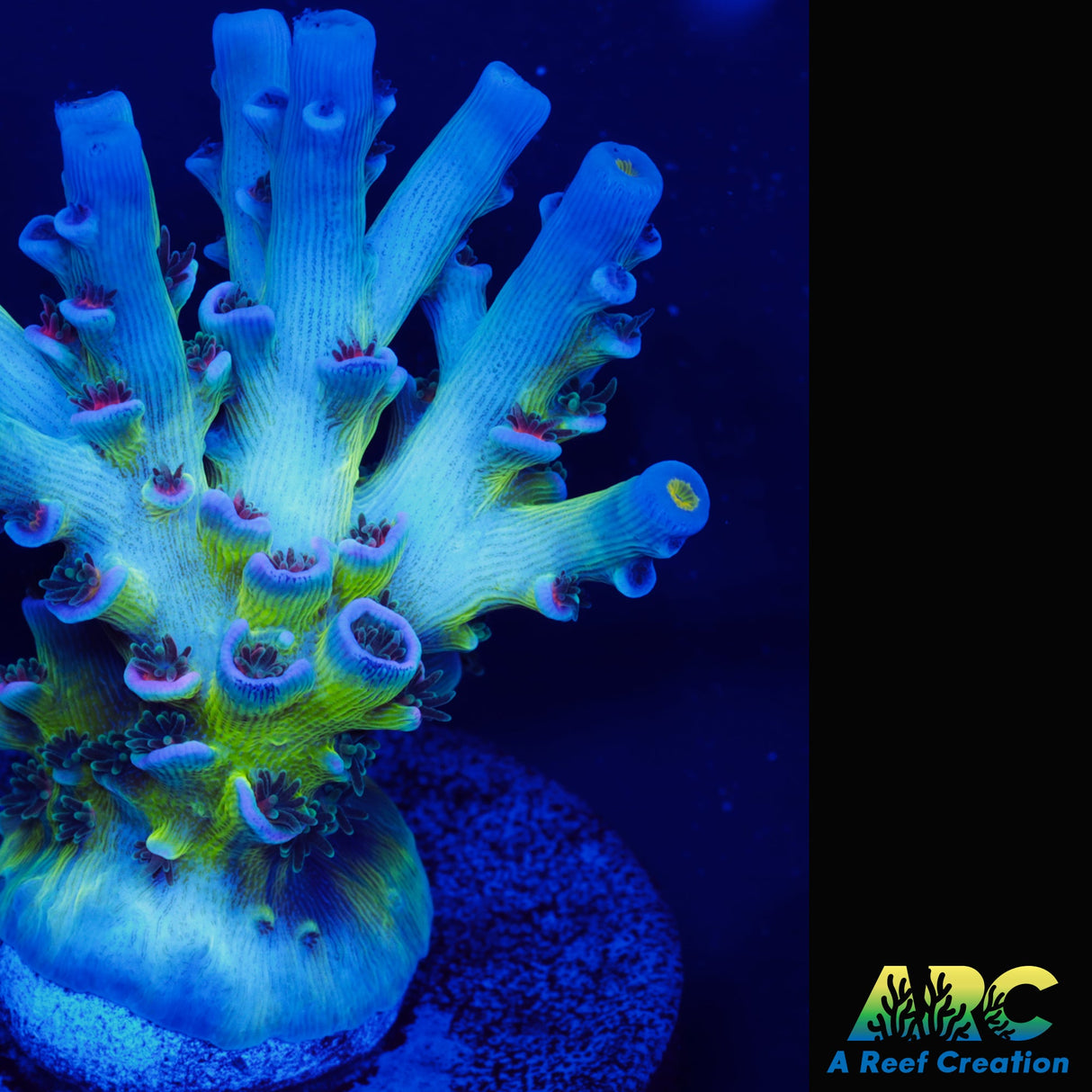 CC Pink Highlighter Tenuis