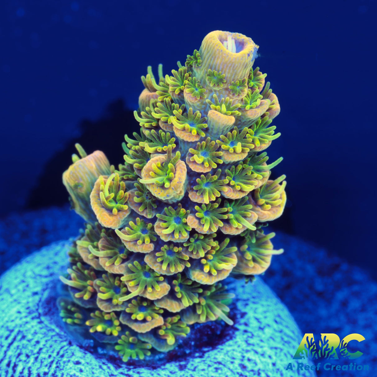 ARC Mayan Gold Milli