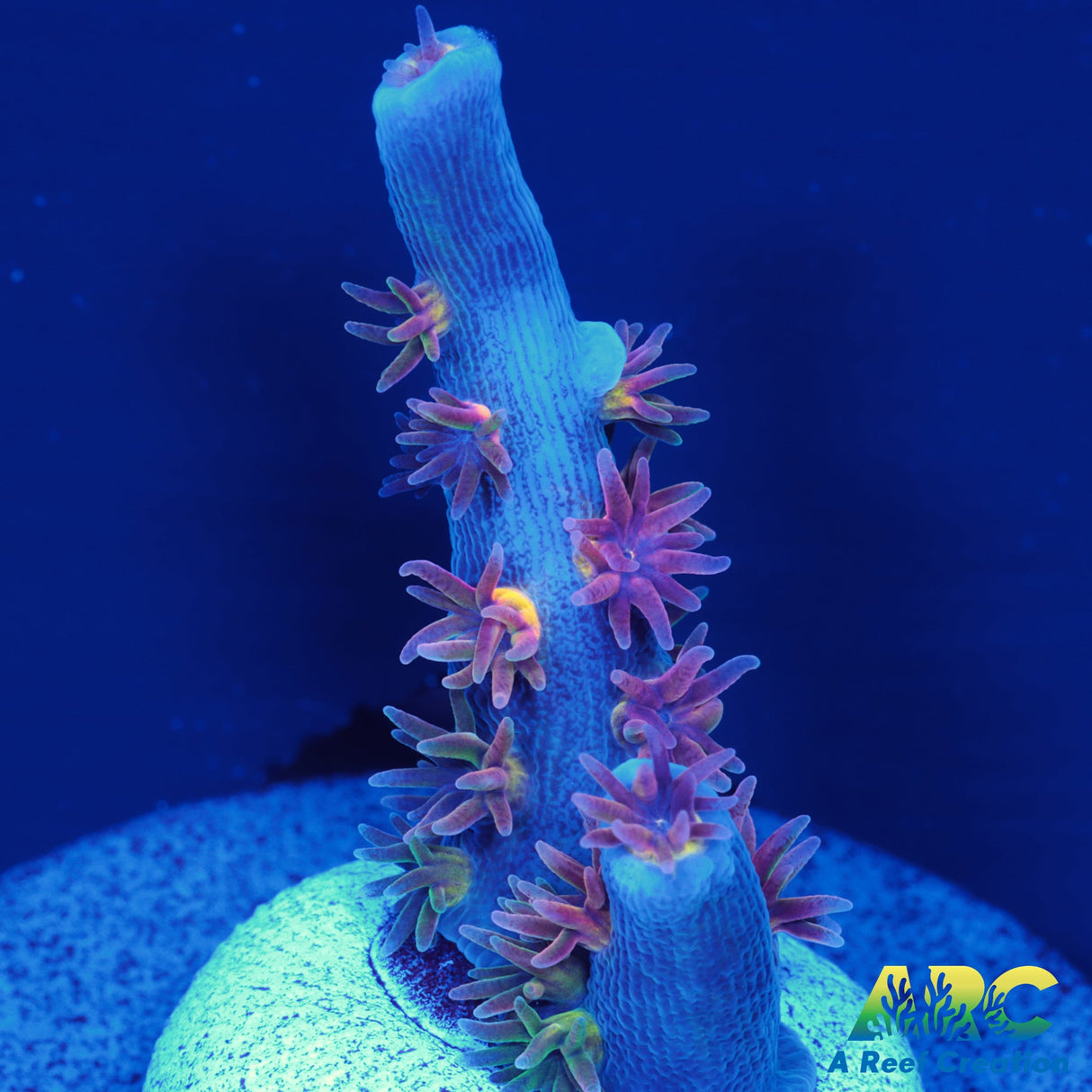 ARC Angry Birds Tenuis