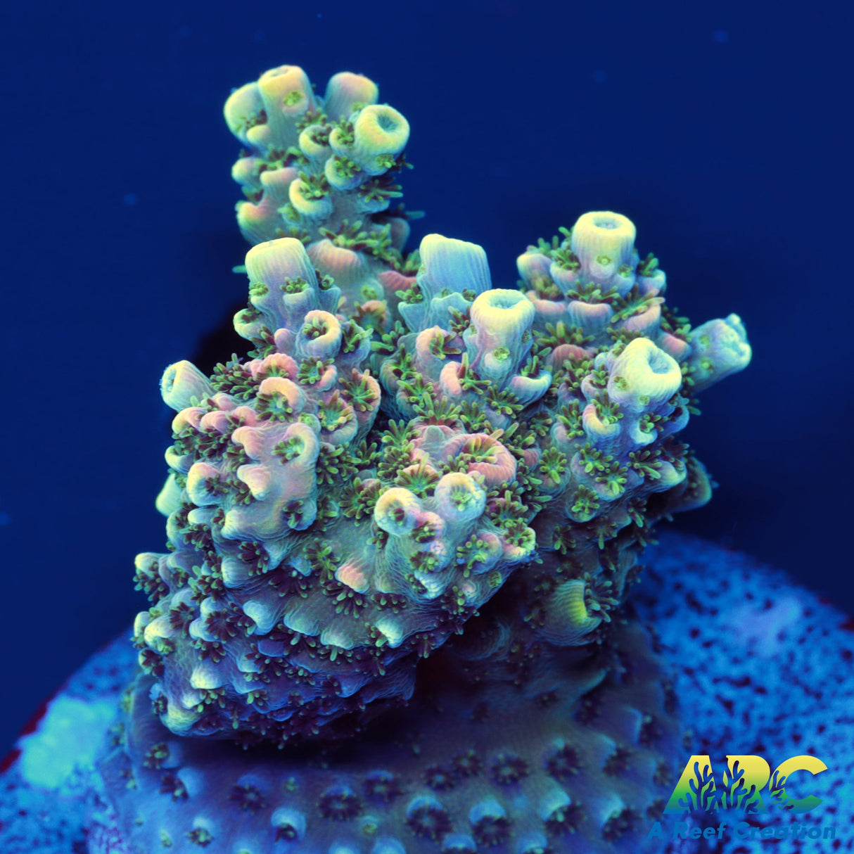 Sanjay's Party Time Table