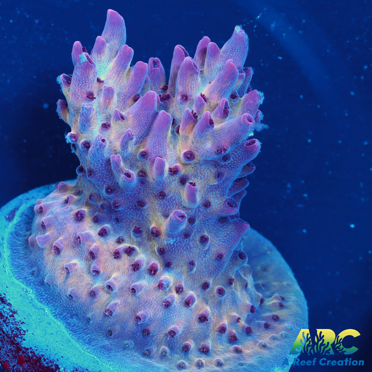 ARC Pomegranate Table