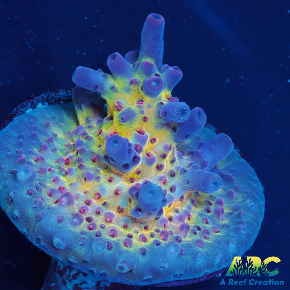 ARC Field of Dreams Acro