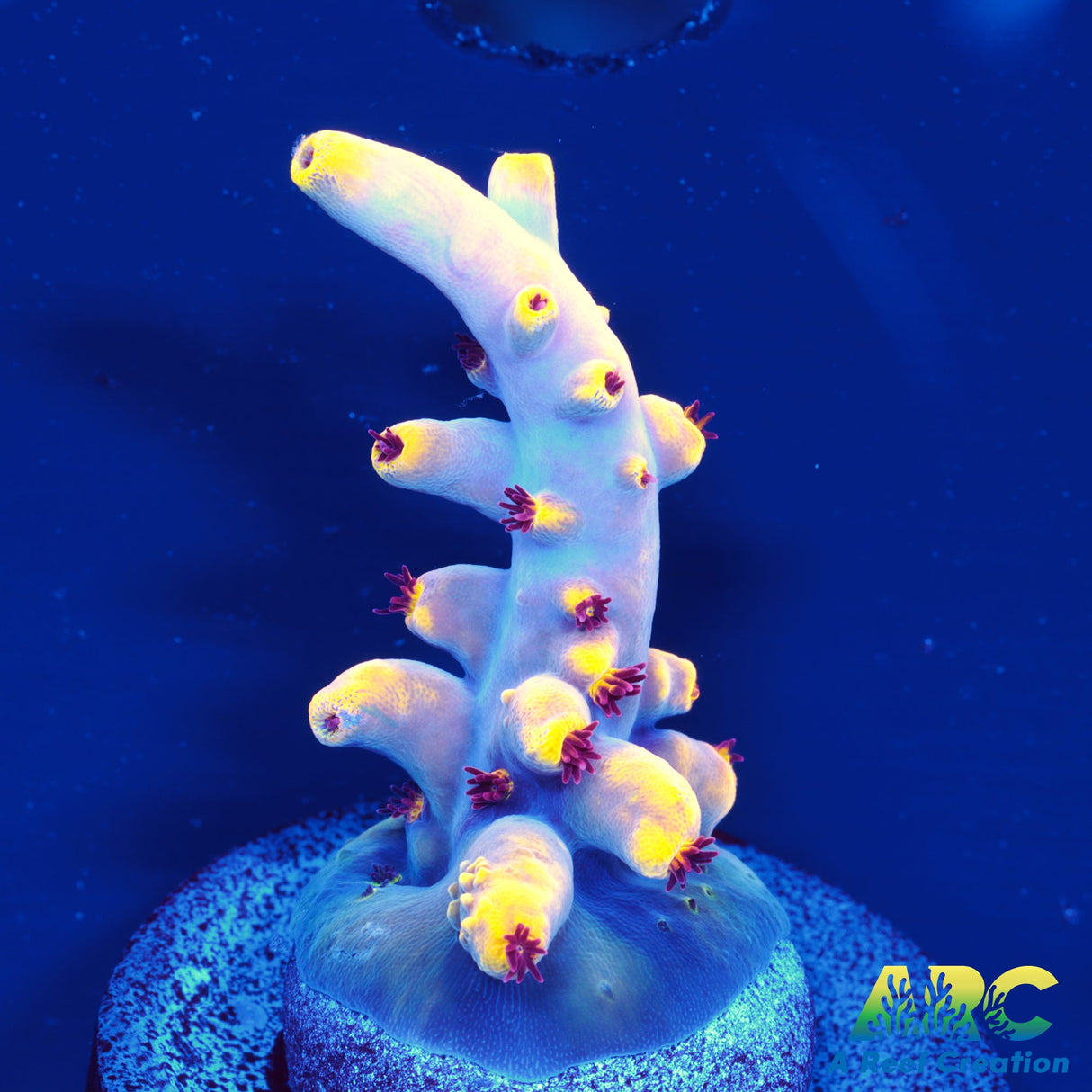 RRC Fuzzy Navel Acro