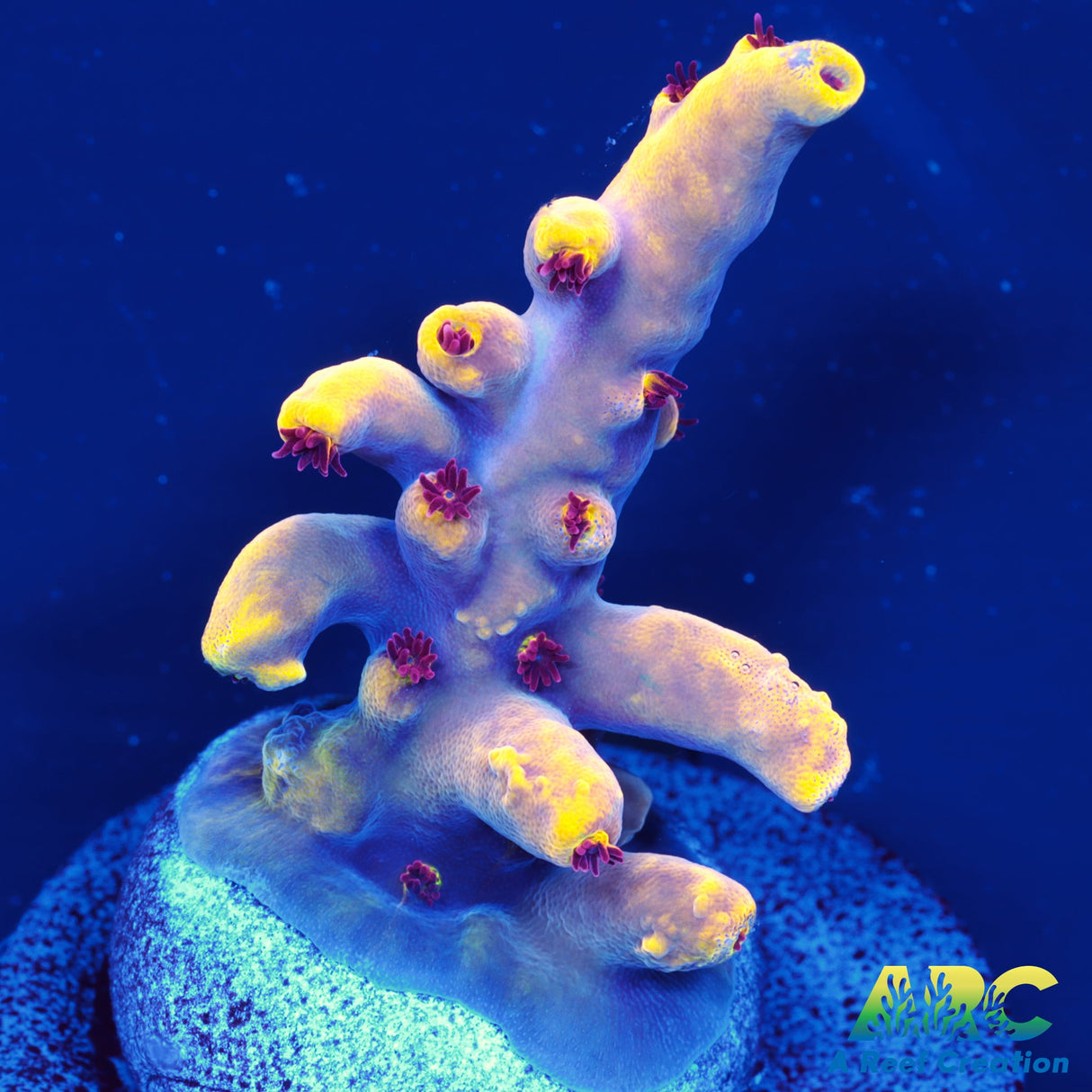 RRC Fuzzy Navel Acro