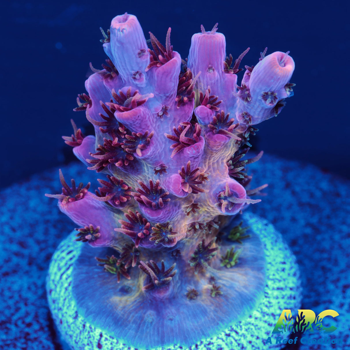 WWC Pink Passion Acro