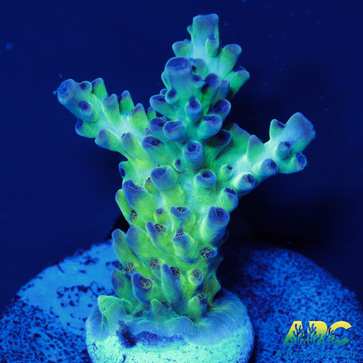 ARC Northern Lights Acro