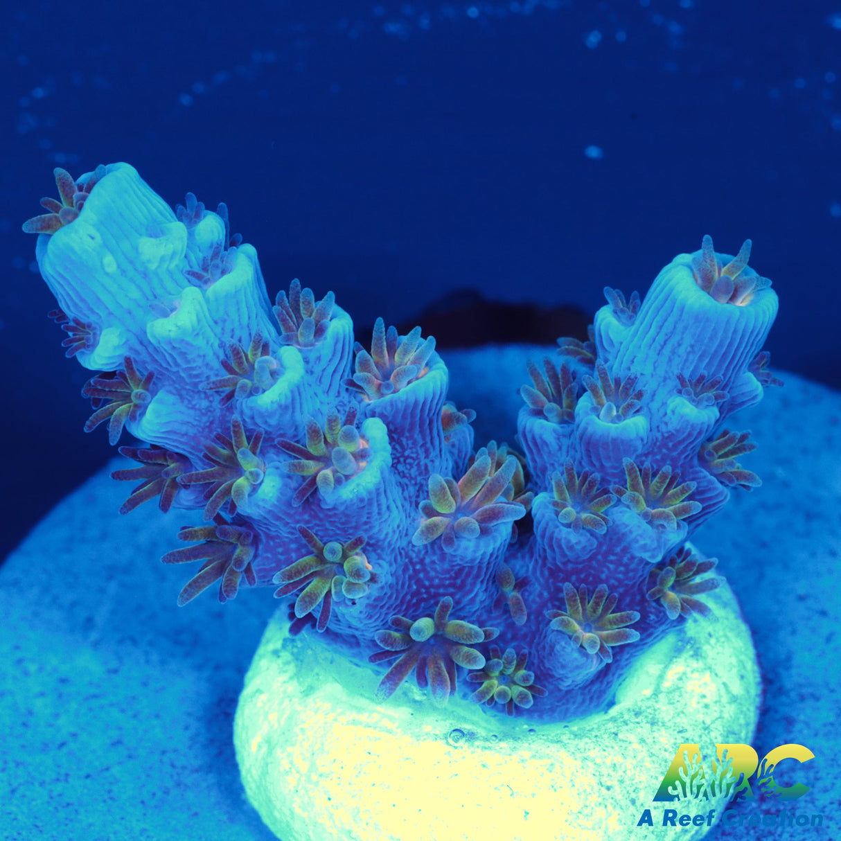 ARC Blue Birds Tenuis