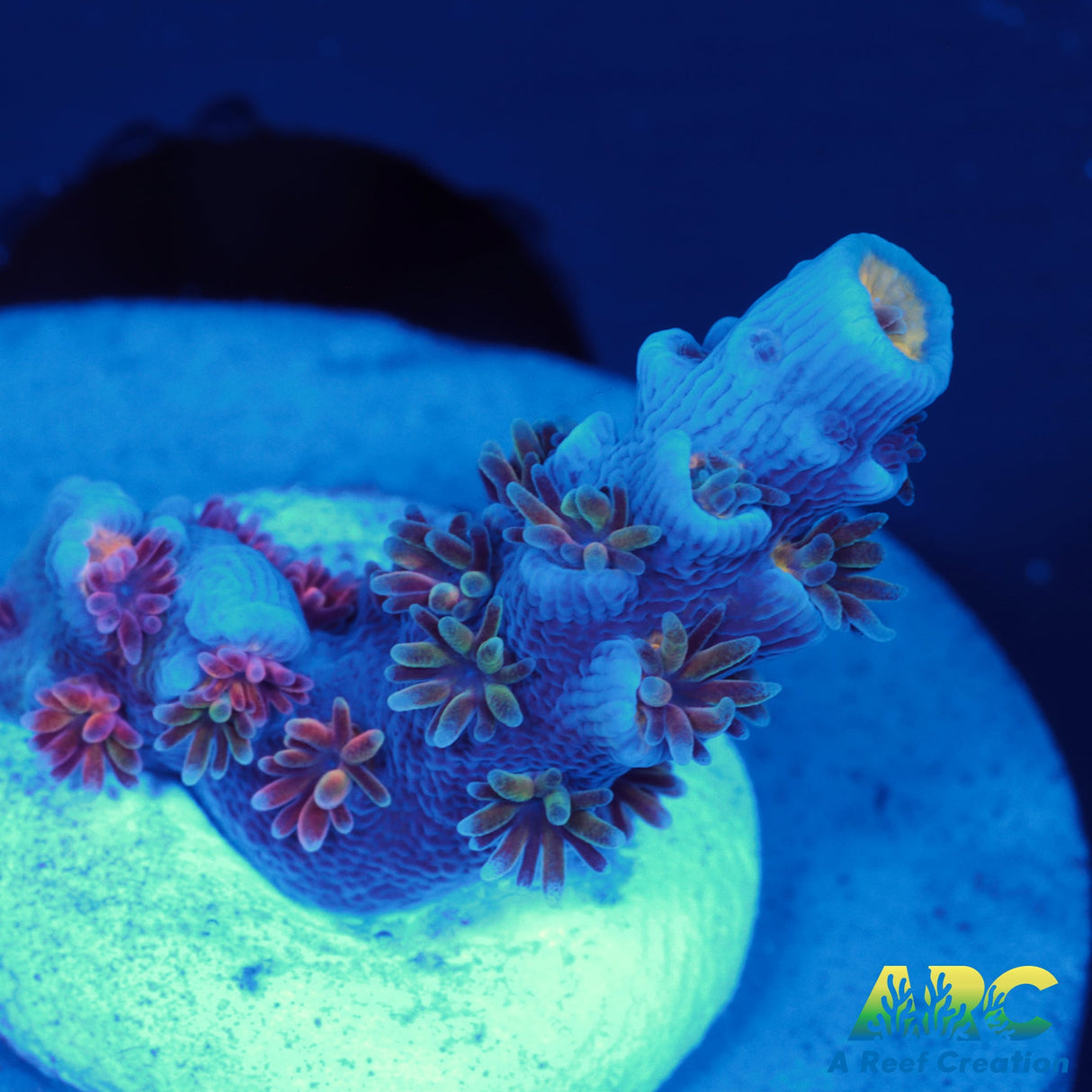 ARC Blue Birds Tenuis