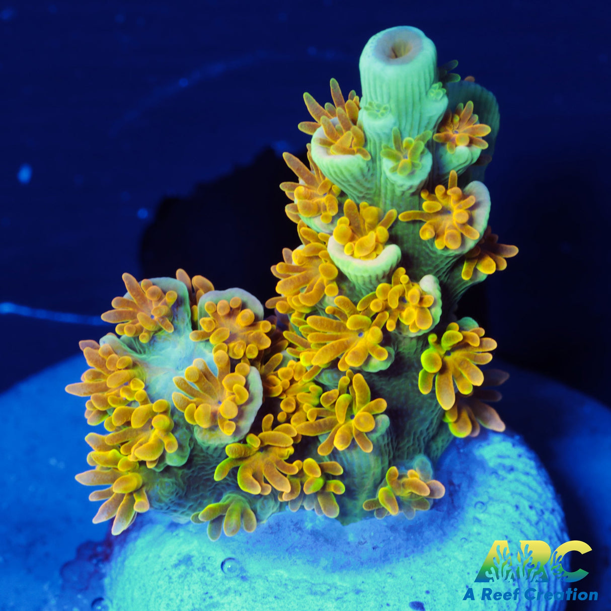 MattV Rainbow Envy Tenuis