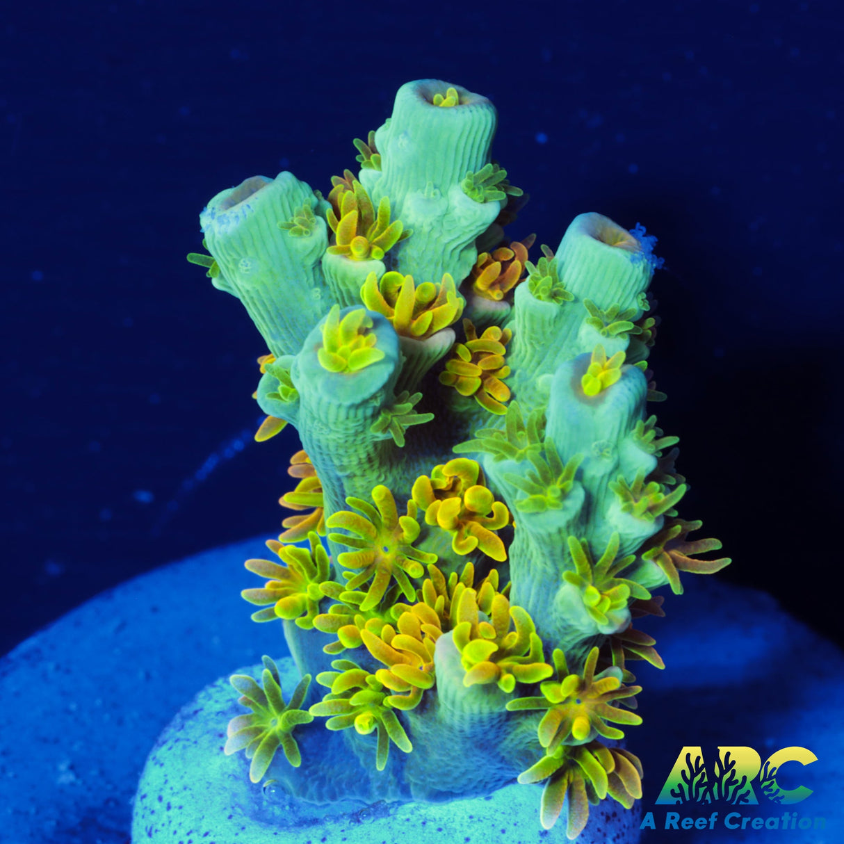 MattV Rainbow Envy Tenuis