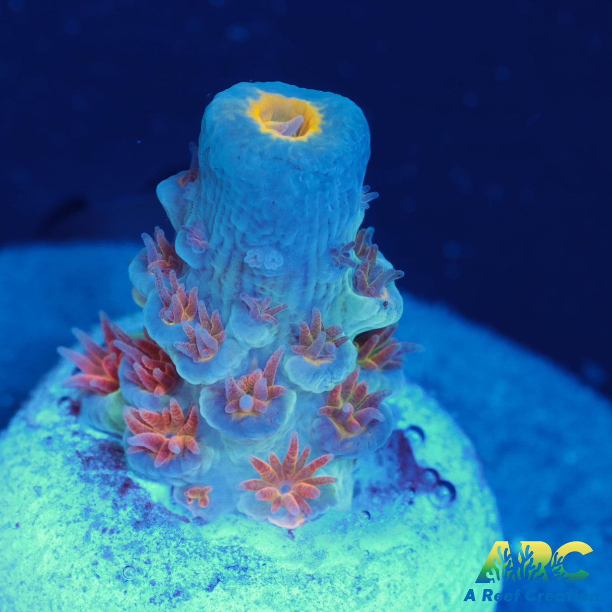 RRC Angry Birds Tenuis