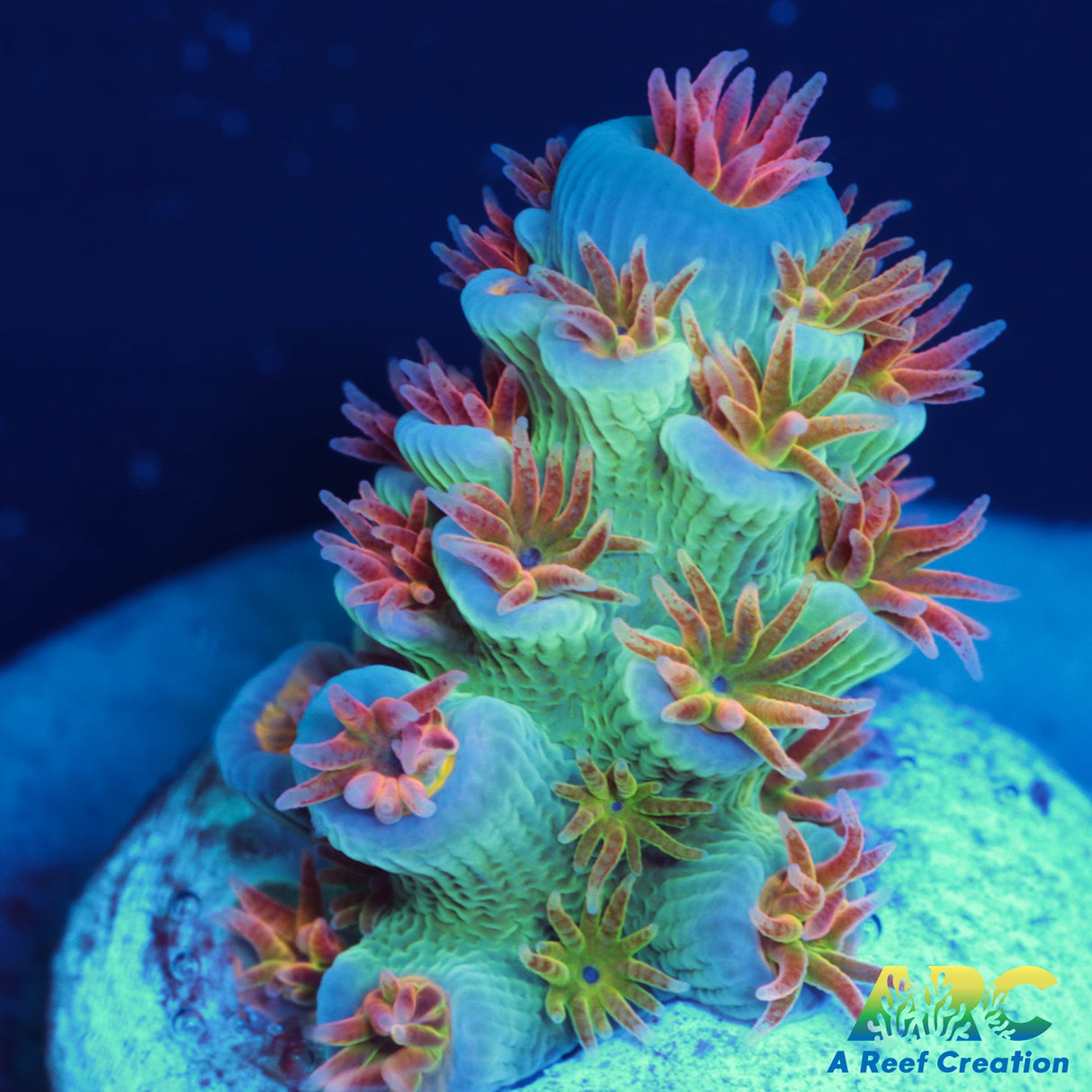 RRC Angry Birds Tenuis