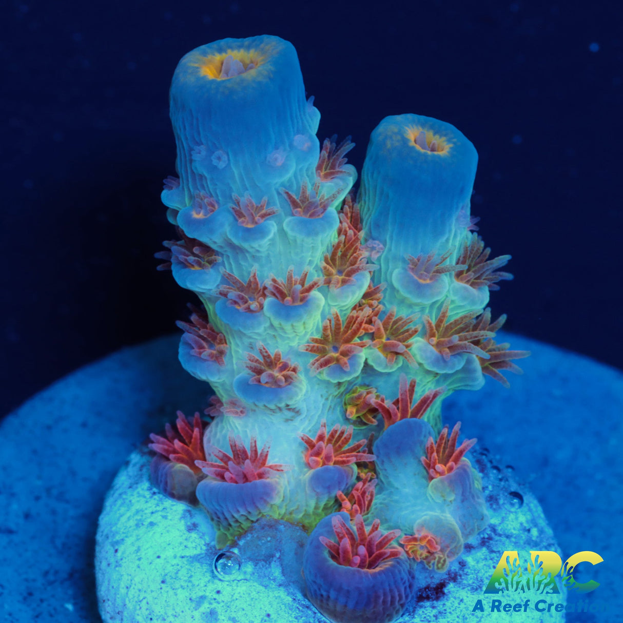 RRC Angry Birds Tenuis