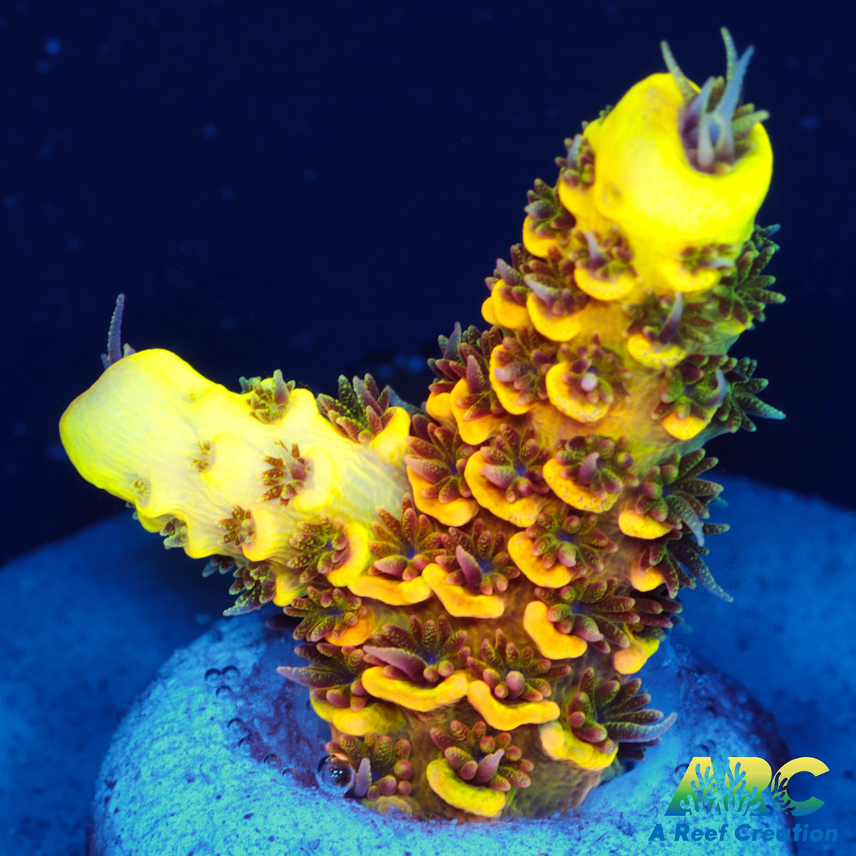 RRC Rainbow Splice Milli