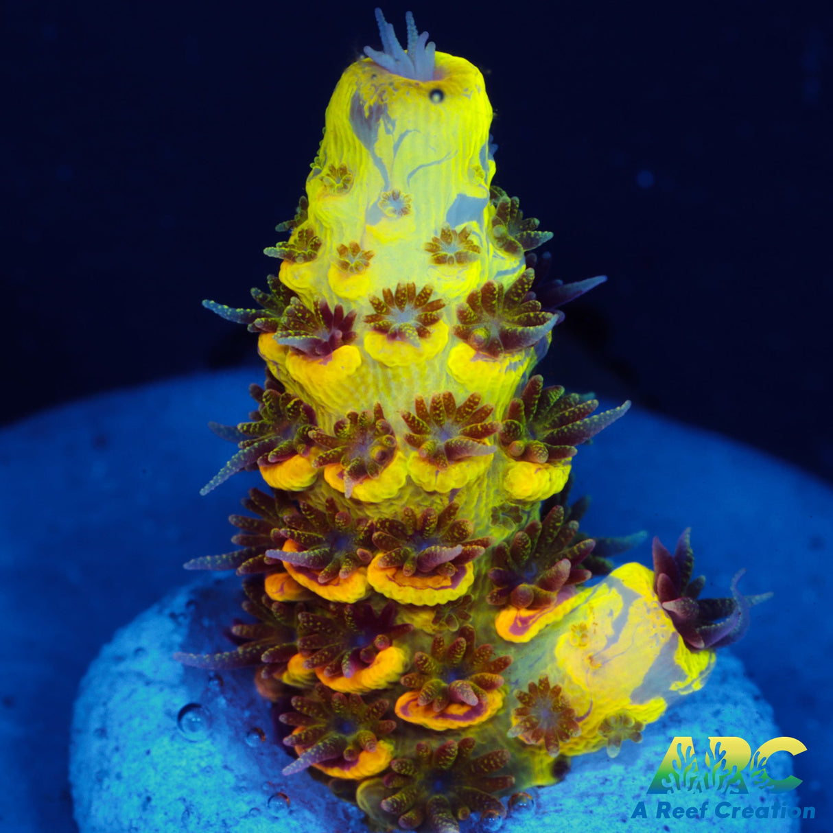 RRC Rainbow Splice Milli