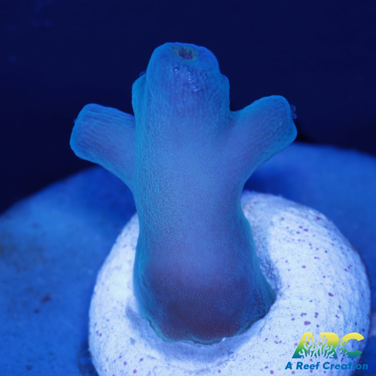 ReefGen Blueberry Fantasy Acro