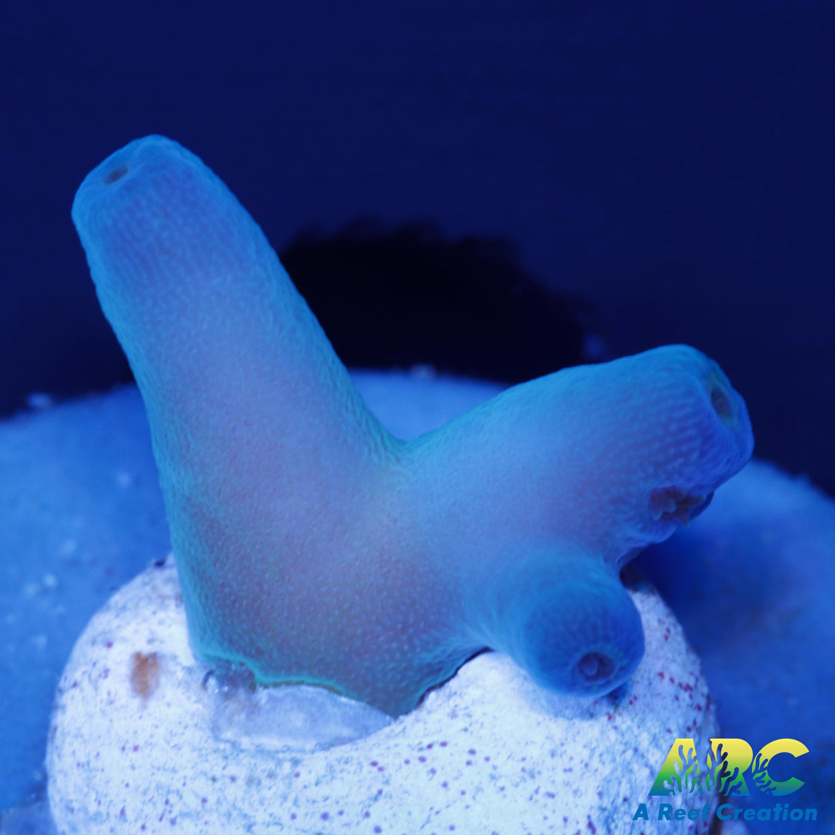 ReefGen Blueberry Fantasy Acro