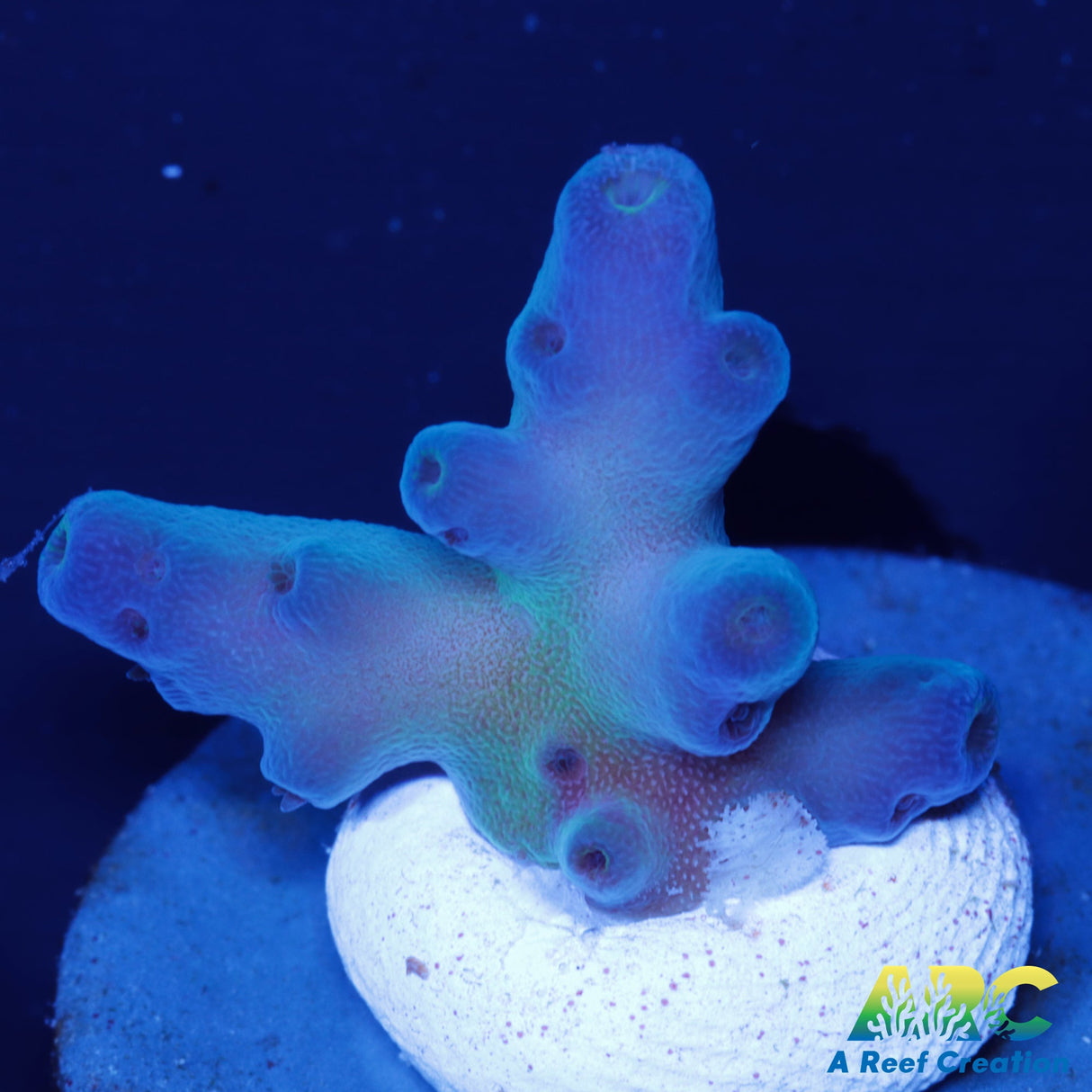 ReefGen Blueberry Fantasy Acro