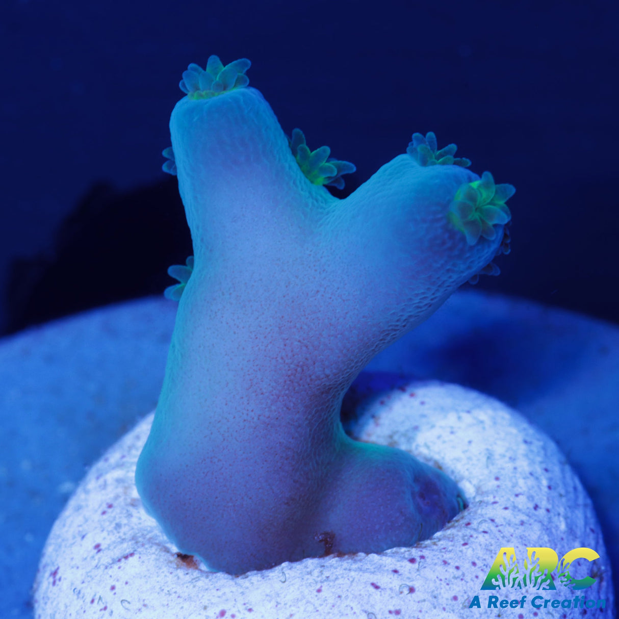 ReefGen Blueberry Fantasy Acro