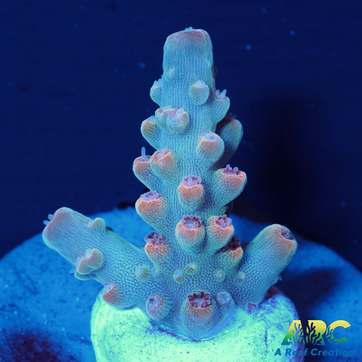 ARC Anthony's Pink Granulosa