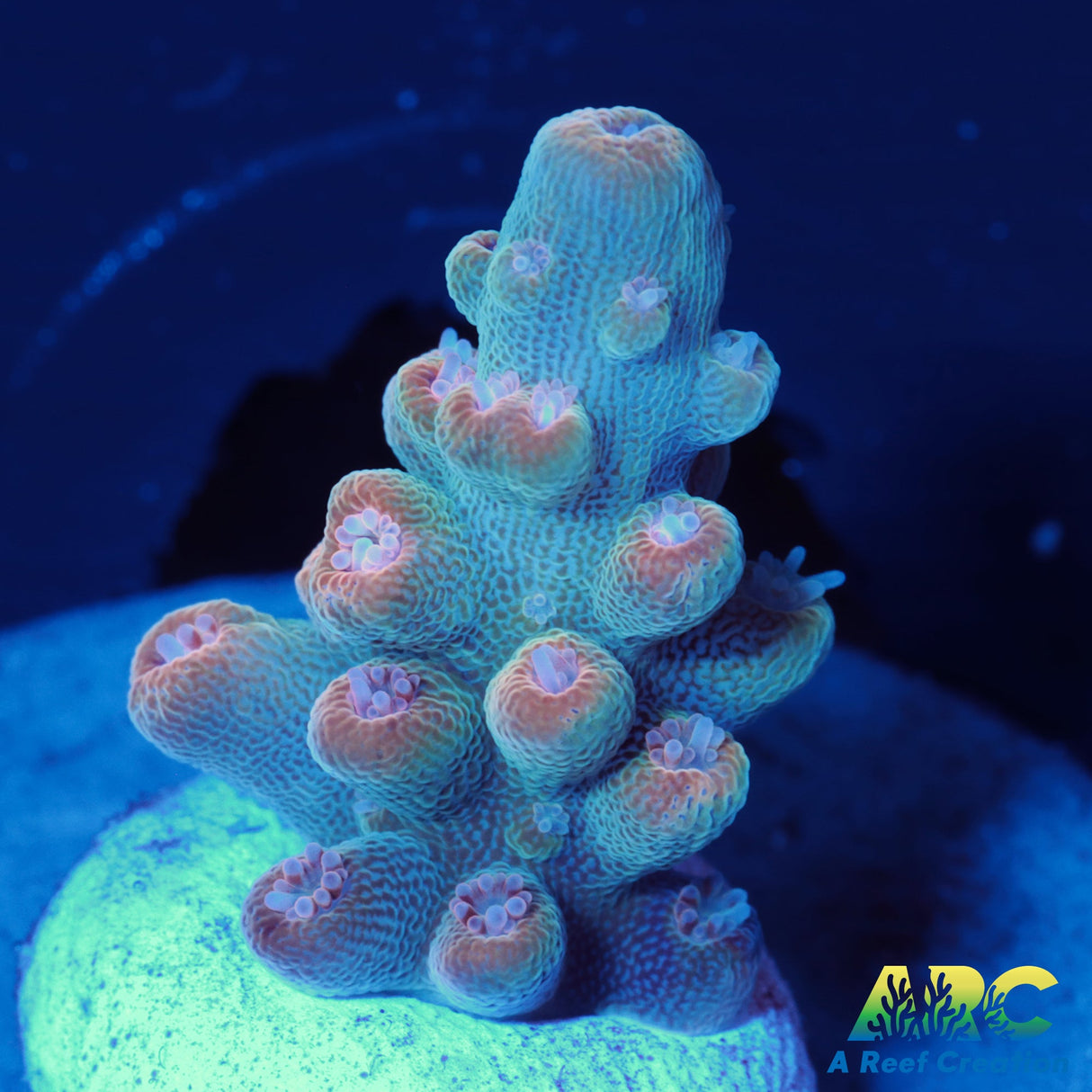 ARC Anthony's Pink Granulosa