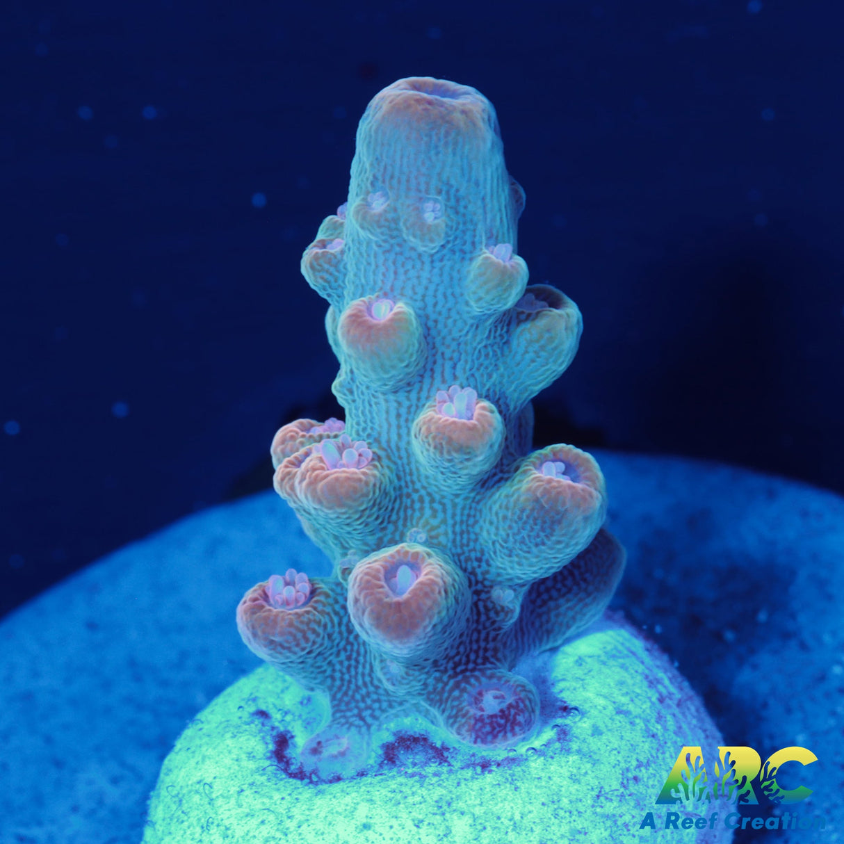 ARC Anthony's Pink Granulosa