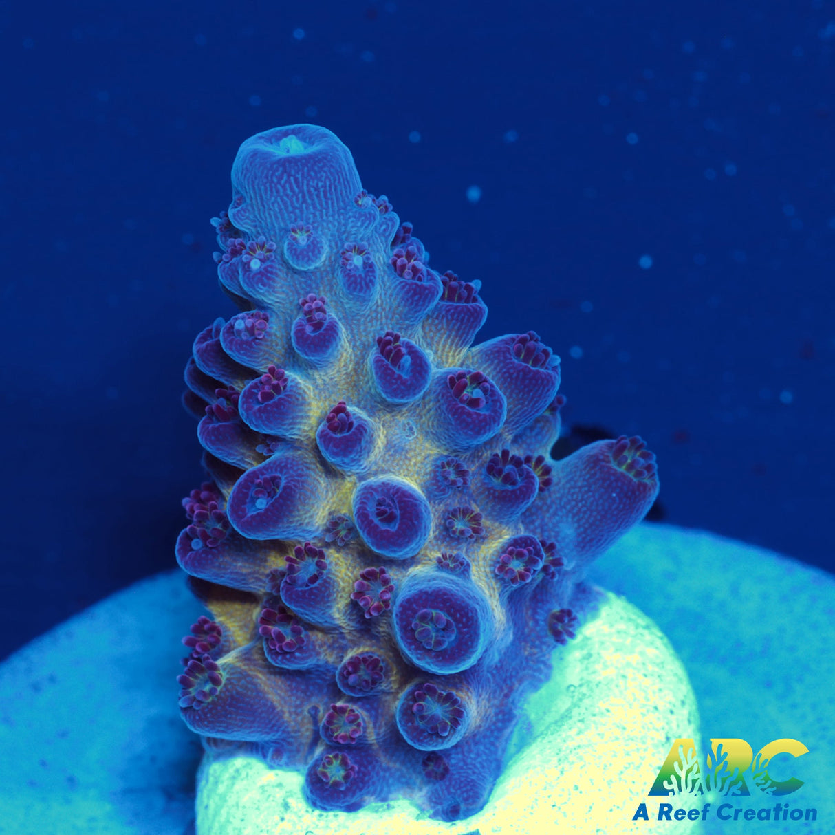 Sanjay's Red Photon Acro