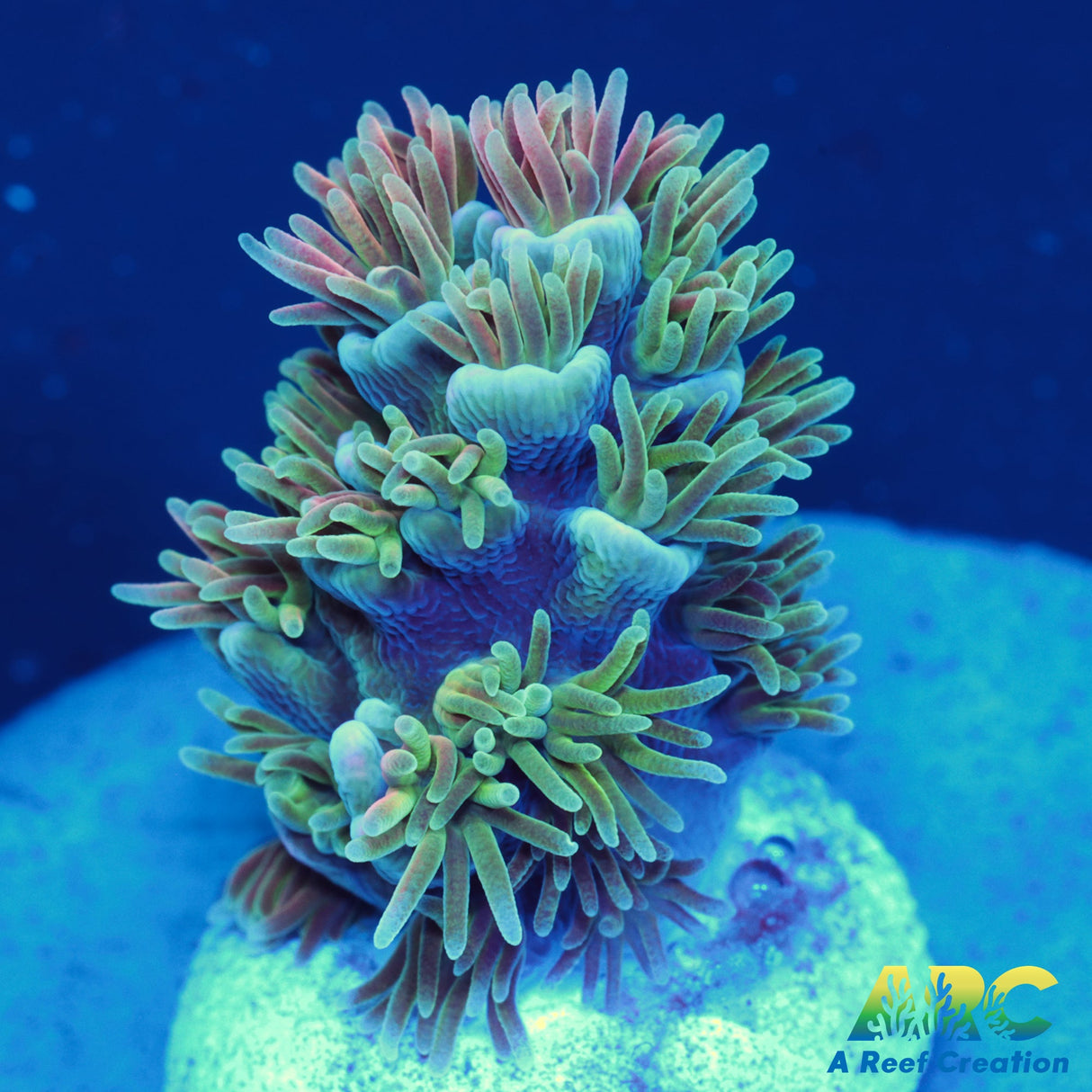 ARC Fell Beast Tenuis