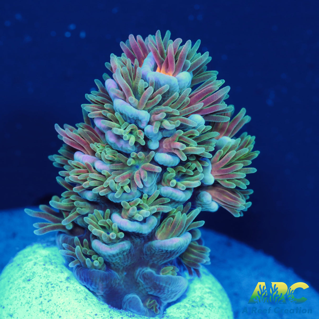 ARC Fell Beast Tenuis