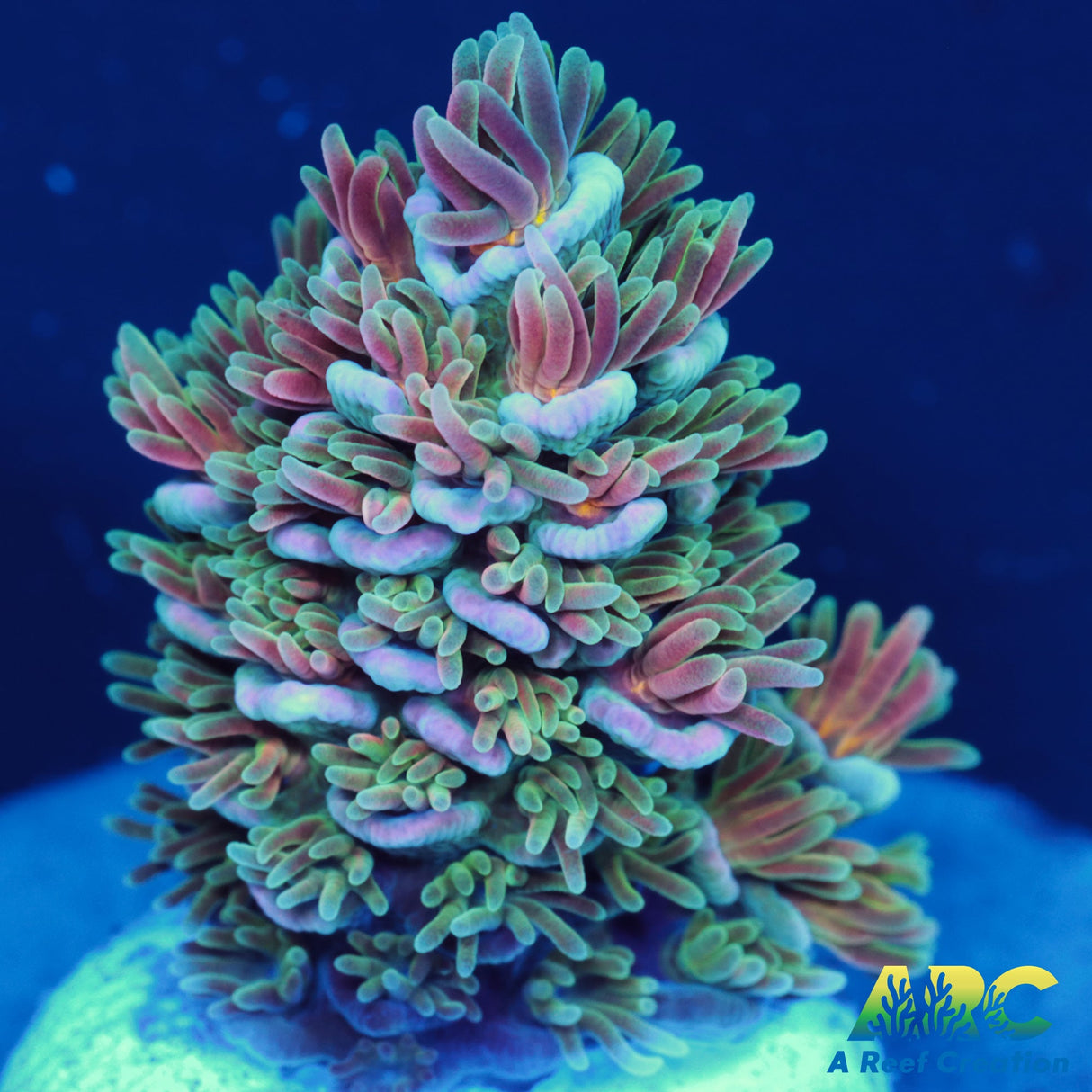 ARC Fell Beast Tenuis