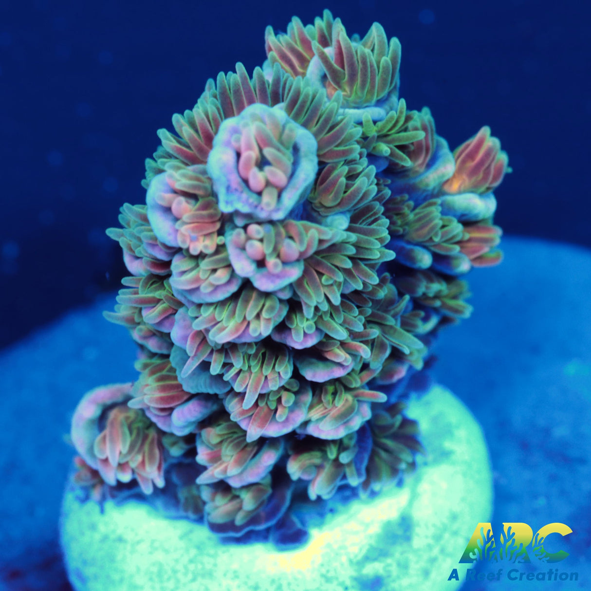 ARC Fell Beast Tenuis